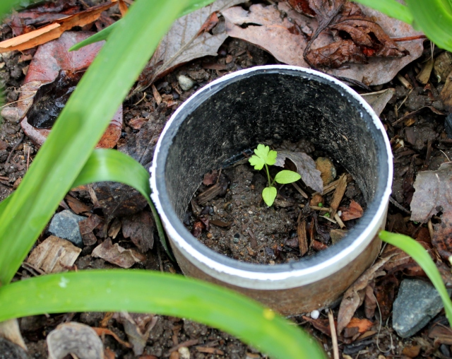 grow and resist mid month meanderings parsley slug collar