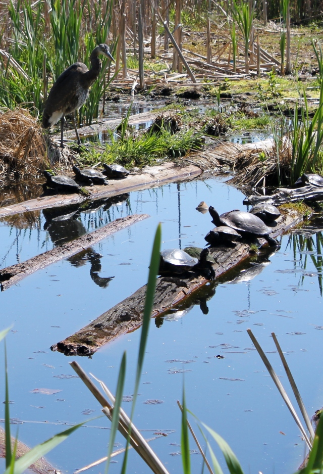 grow and resist park spotlight union bay natural area heron turtles